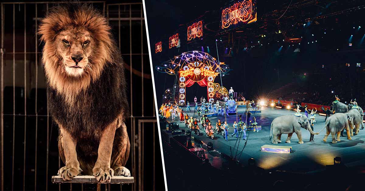 The United Kingdom Will Ban Performances Involving Wild Animals in Circuses