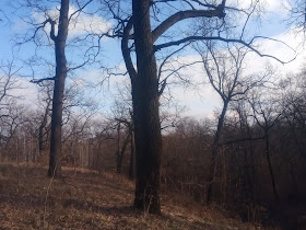 овраг в Сырецком парке