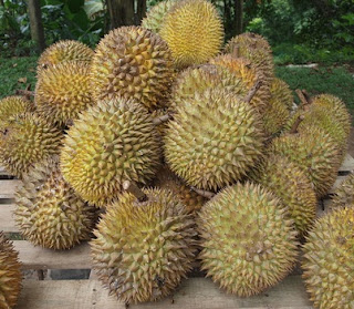 durian