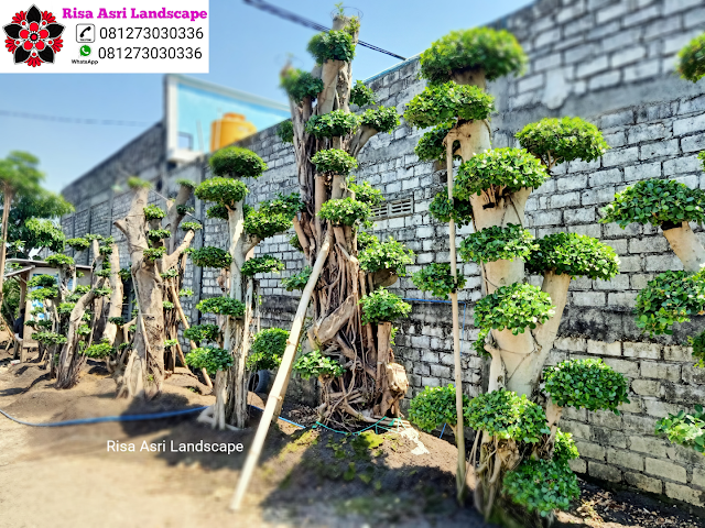 Kamboja Fosil, Panggang Iprik, Bonsai Beringin Dolar, Bonsai Serut Fosil,  Randu Varigata, Pohon Pule Monster, BotleTree, Olive Tree Zaitun, Bonsai Dolar Mangkok,  Pohon Tabebuya, Bonsai Anting Putri, Pohon Jasmin Dll