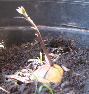 Planting Avocado Seed