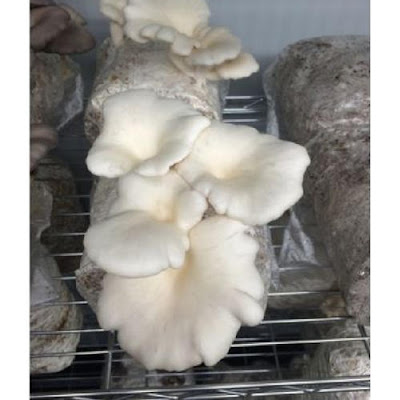 Mushroom Spawn Supplier In Ankola