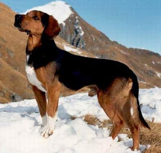 Artois Hound France Dog