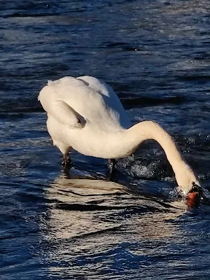 イーザル川で餌を食べる白鳥