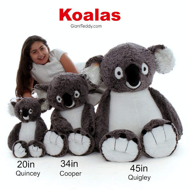 Meet the Koala Family at GiantTeddy