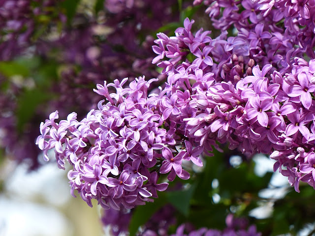 Lots of lilacs on bush