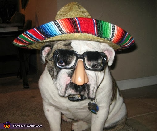 best dog halloween costumes, dog wearing sombrero