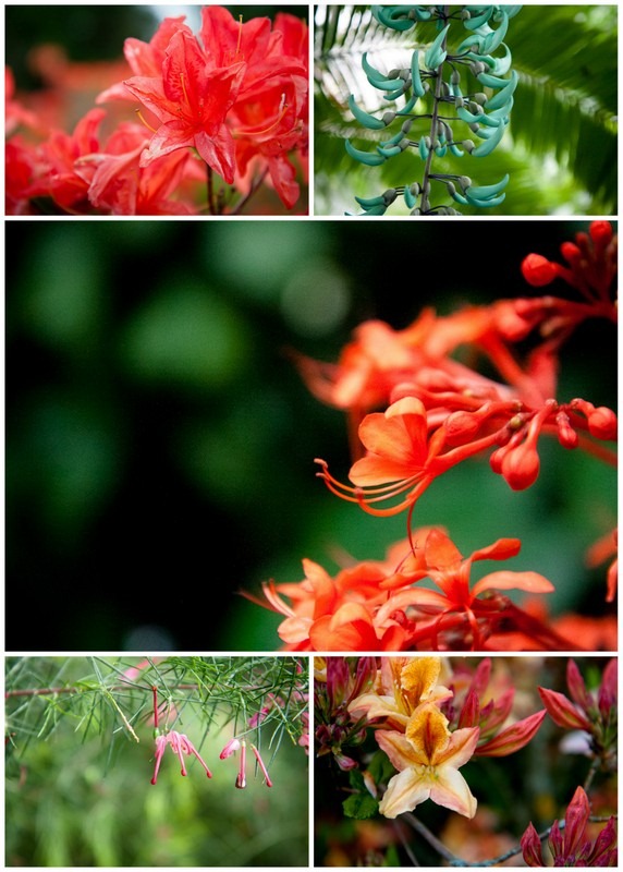 kew gardens2