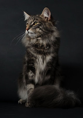 Fotos de gatitos by Кошки Alain Barbezat (15 imágenes)