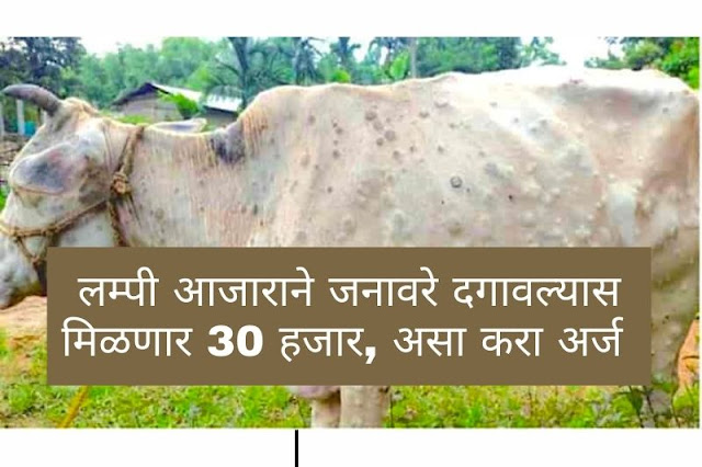 लम्पी आजाराने जनावरे दगावल्यास मिळणार 30 हजार