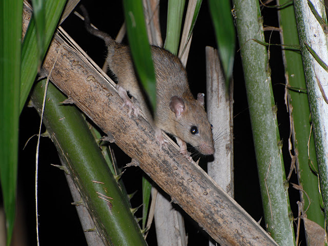 Malaysian Wood Rat - Rattus tiomanicus