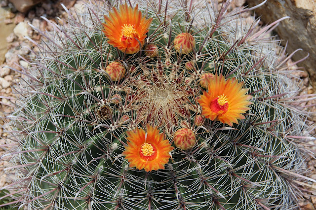 fishhook barrel cactus