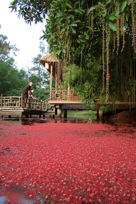 hoa-loc-vung-chua-tu-hieu-hue (15)