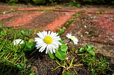 Daisies