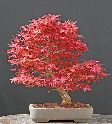 Chinese  Bonsai on Well Suited Cypress Bonsai Tree Chinese Elm Bonsai Tree Japanese Black