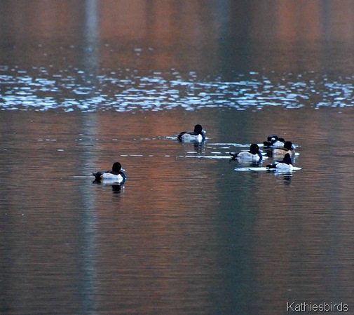 3. ring-necked ducks-kab