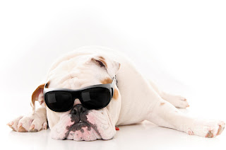 lazy cool dog images