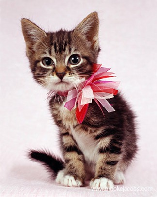 pets_cats_jacobs_1_xl