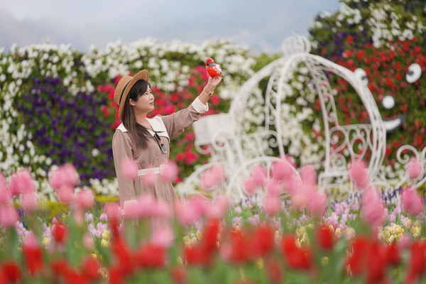 台中后里中社花市鬱金香和百合花爭奇鬥艷，各色花海美翻天超欠拍