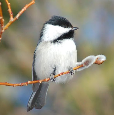 the black-capped chickadee