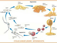 Kingdom Protista