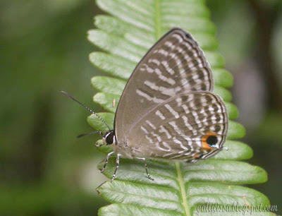 Metallic Cerulean