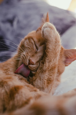 why do cats lick?