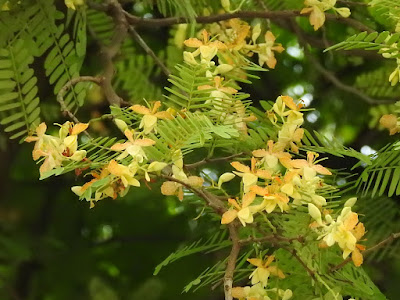 羅望子的花