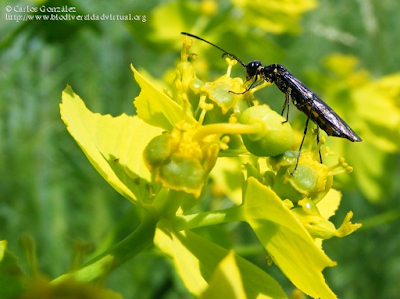 http://www.biodiversidadvirtual.org/insectarium/Trachelus-tabidus-%28Fabricius-1775%29-img345047.html