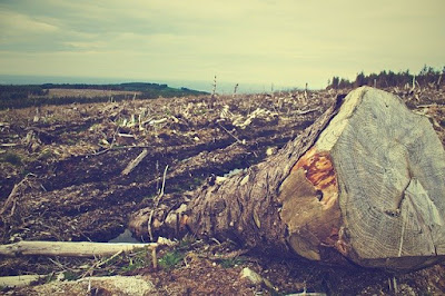 kebakaran hutan dan perubahan iklim