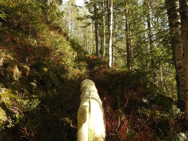 hølkollen hengekøyetur