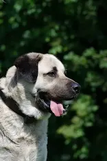 Turkish Kangal