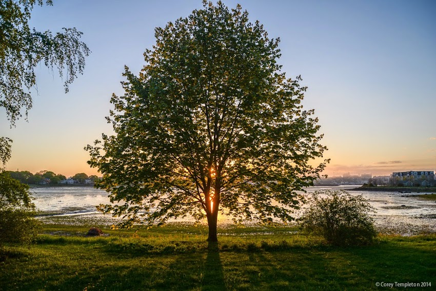 South Portland, Maine Tree Silhouette at sunset in May 2014 Photo by Corey Templeton