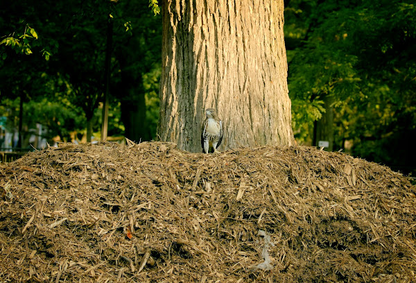 Fledgling hawk plays on the mulch pile in Tompkins Square