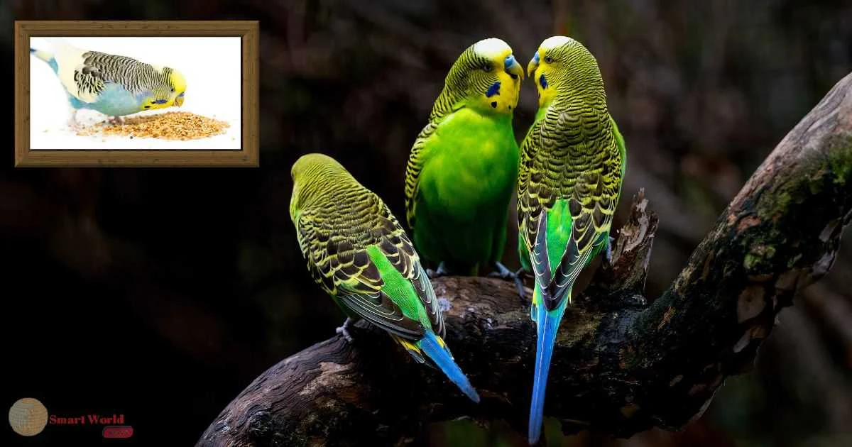 What Do Budgies Eat For Breakfast?