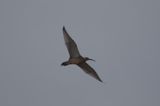 Curlew