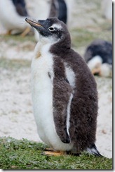 Stanley, Falkland Islands 112 (427x640)