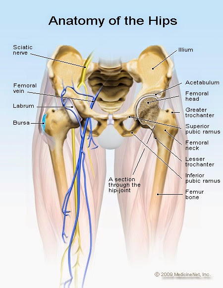 http://helpyourback.org/health/hip-joint-pain-what-causes-it-and-how-to-treat-it/#