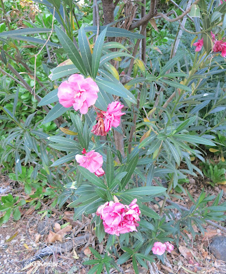 double-petaled oleander