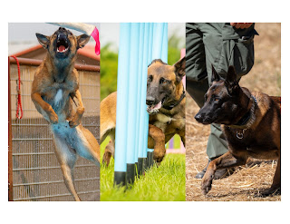 In addition to their physical abilities, Belgian Malinois dogs are also highly trained in obedience. They are taught to follow commands from their handlers without hesitation, which is essential in military operations where split-second decisions can mean the difference between life and death.