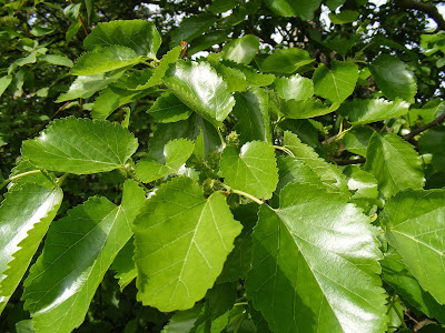 Mulberry-Leaf