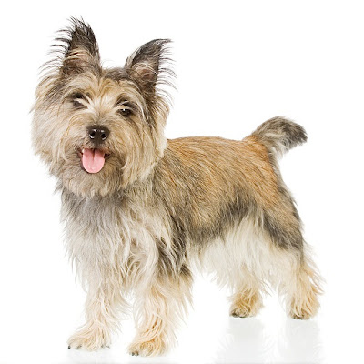 Cairn Terrier Dog Picture