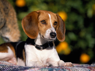 American Foxhound Puppy Picture