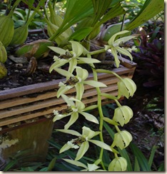 Coelogyne pandurata