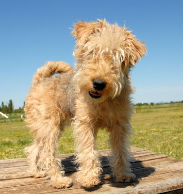 Lakeland Terrier Puppy Picture