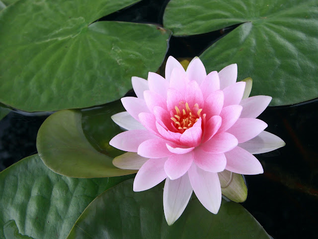 Beautiful Lotus HD Wallpapers Free Download