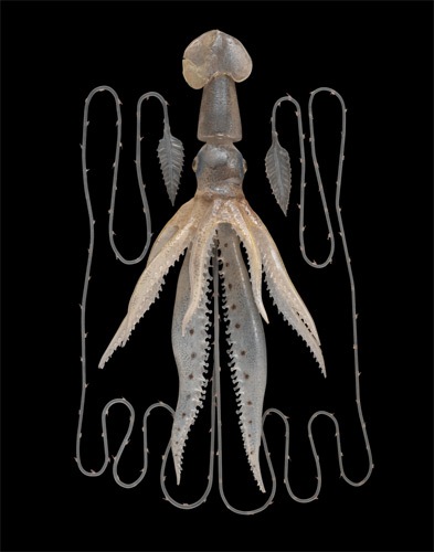 loligopsi_veranii_squid_lg