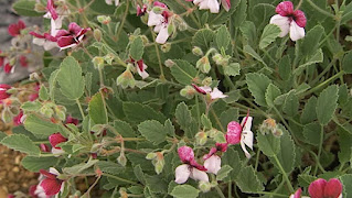 Pelargonium