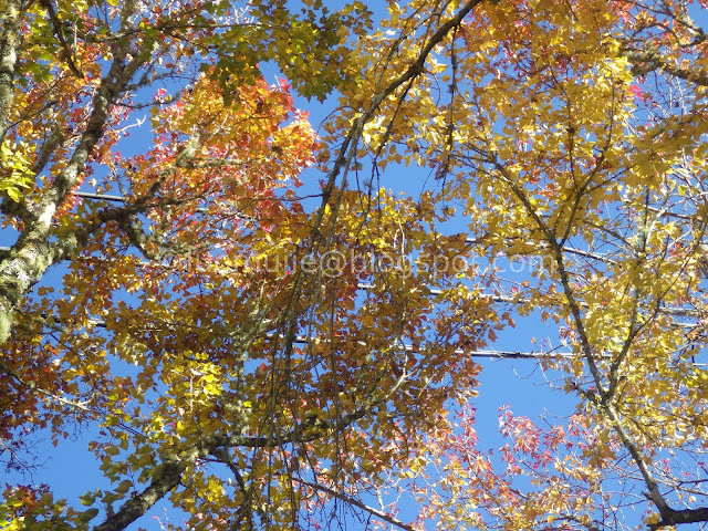 Alishan maple autumn foliage