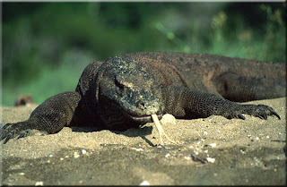 komodo